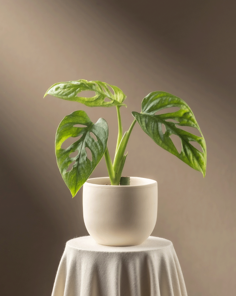 feey-variado-monstera-adansonii-mint-babypflanze-ohne-bertopf image 7