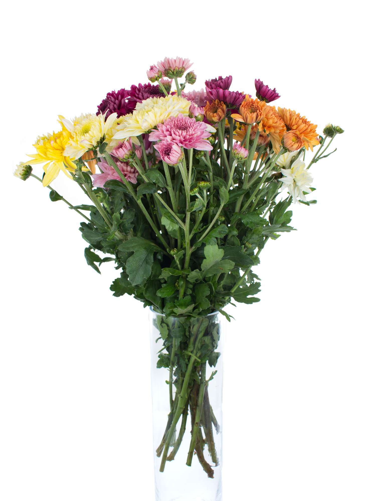blumigo-herbstastern-bunte-mischung-schnittblume-st-ck image 2