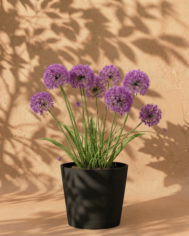 feey-amsterdam-allium-blumenzwiebeln-lila-2-stk-bienenfreundlich image 1