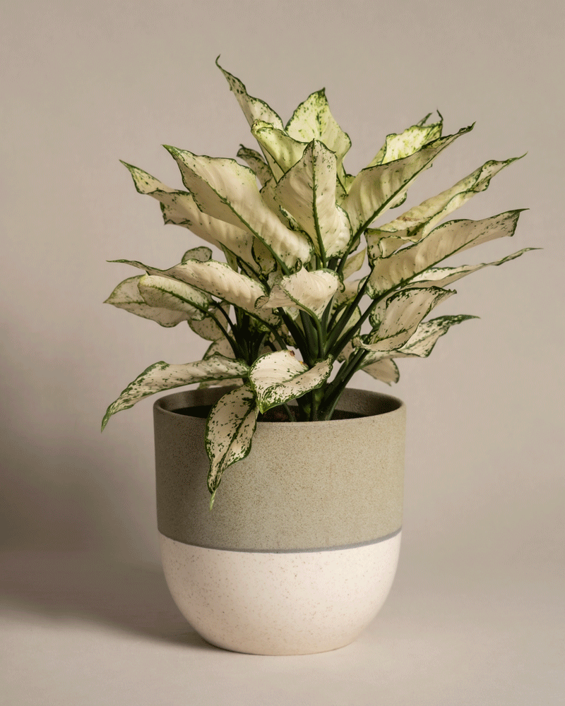 feey-variado-aglaonema-kiwi-gro-e-zimmerpflanze-pflegeleicht image 5