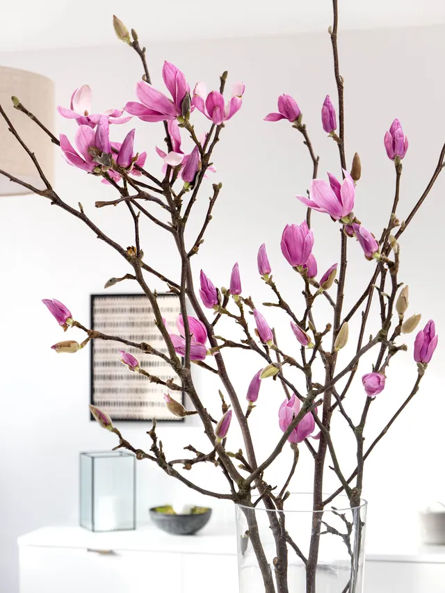 blumigo-zweige-magnolienzweige-rosa-wei-bl-hzweige image 1