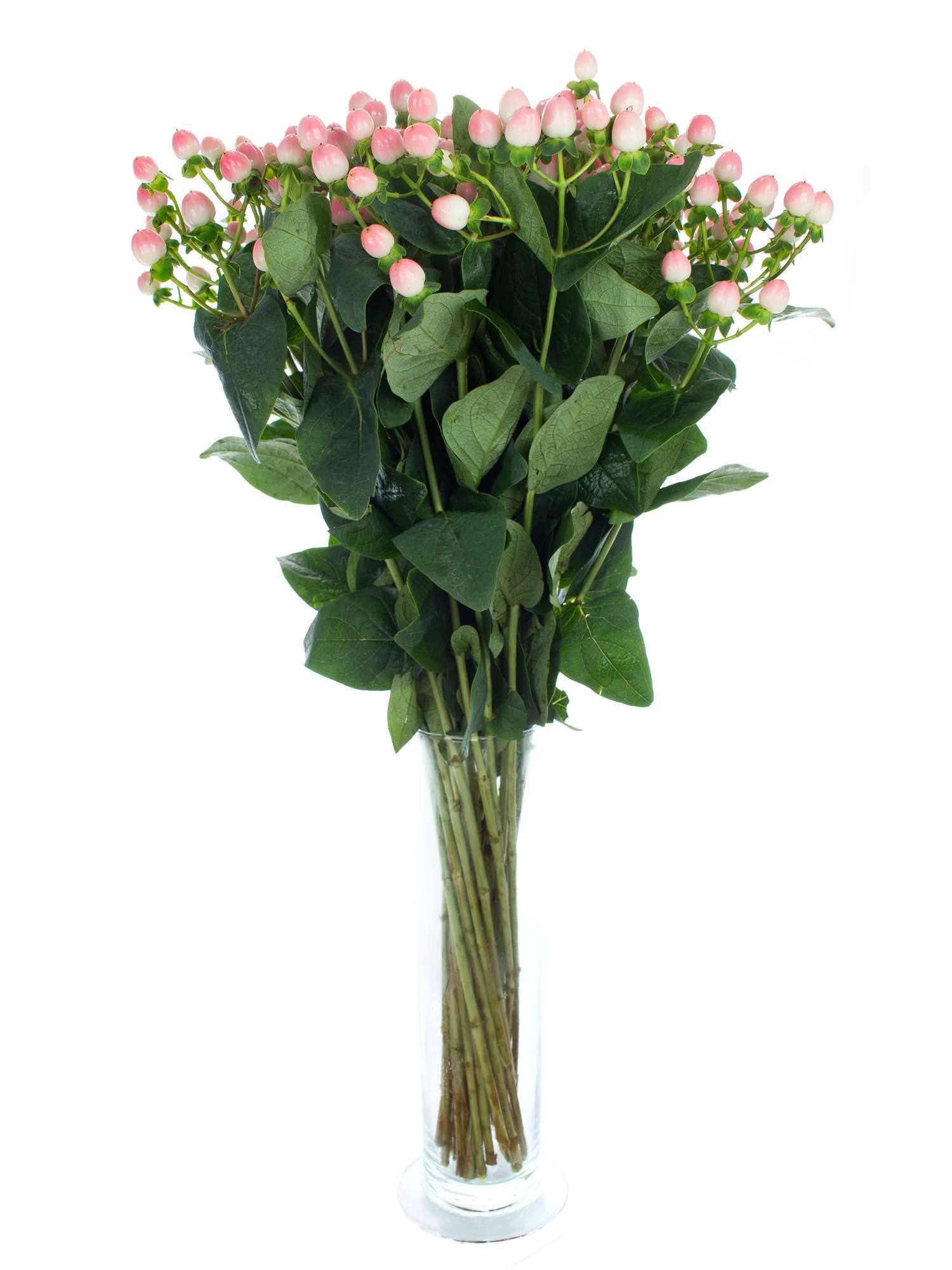 blumigo-hypericum-coco-casino-rosa-zweige-mit-beeren-als-gr-n-f-r-str-u-e image 2
