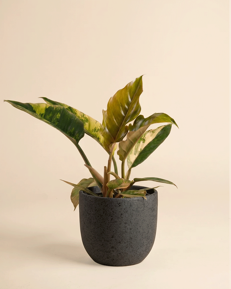 feey-variado-philodendron-caramel-marble-pflanze-ohne-topf image 6