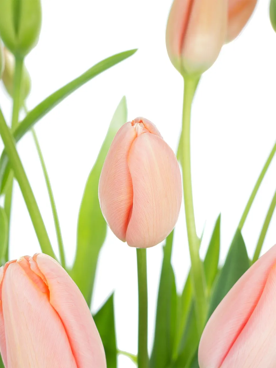 blumigo-menton-franz-sische-tulpen-apricot-rosa-frisch image 1