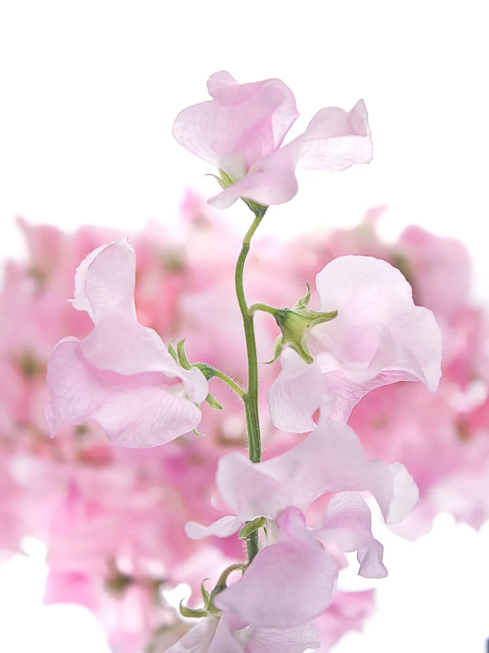 blumigo-rosen-wicken-sunshine-rose-rosa image 1