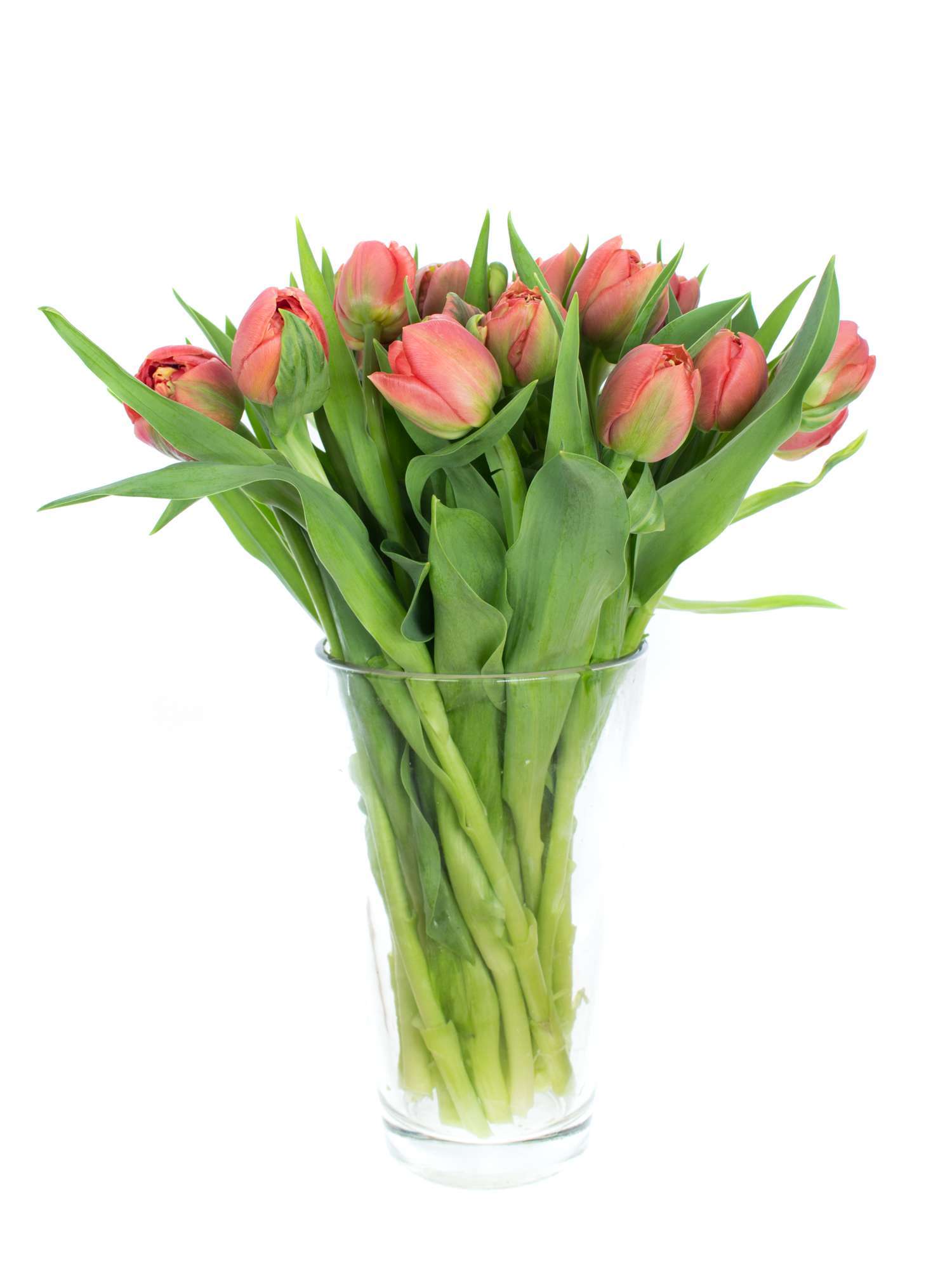 blumigo-tulpen-copper-image-gef-llt-schnittblume-dunkel-lachs image 2
