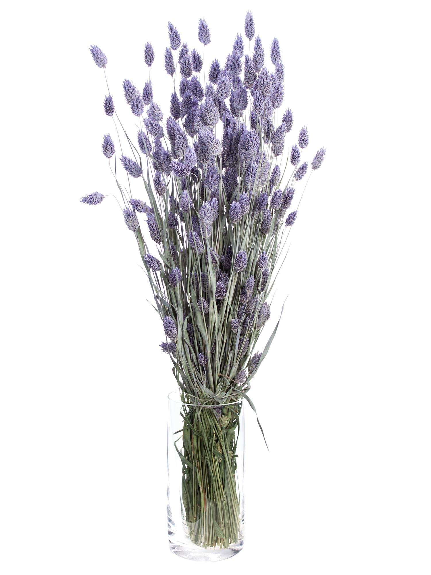 blumigo-phalaris-glanzgr-ser-trockenblumen-lila-gefrostet-bund image 3