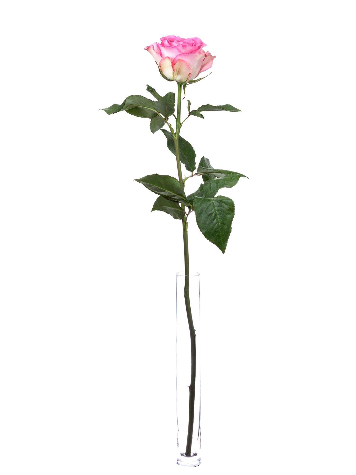 blumigo-rosen-sweet-unique-schnittrosen-pink-rosa-frisch image 3