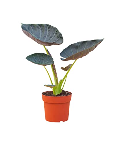 plnts-rareplnts-alocasia-regal-shield-zimmerpflanze-55-cm-elefantenohr image 8