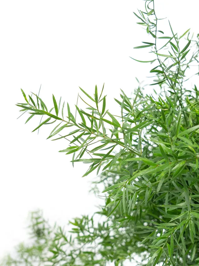 blumigo-asparagus-cwebe-schnittgr-n-f-llgr-n image 1