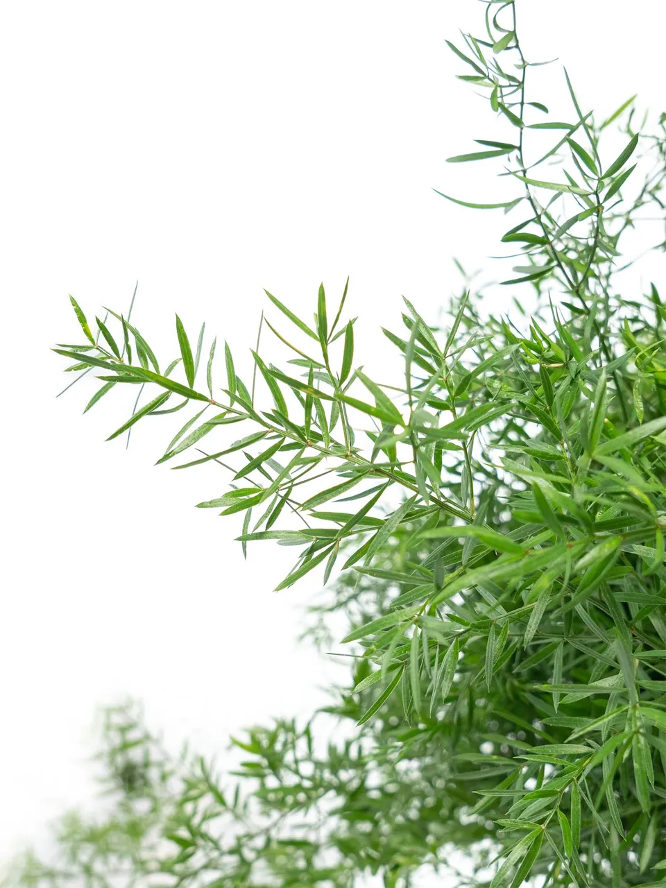 blumigo-asparagus-cwebe-schnittgr-n-f-llgr-n image 1