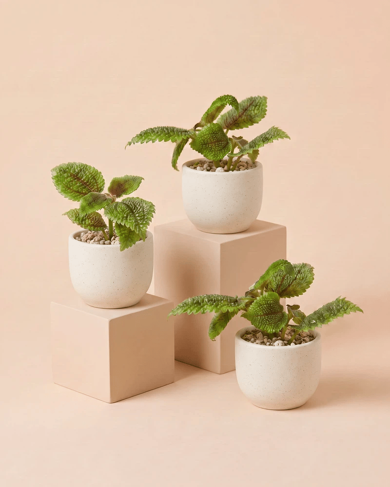 feey-variado-baby-pilea-moon-valley-3er-set-klein image 6