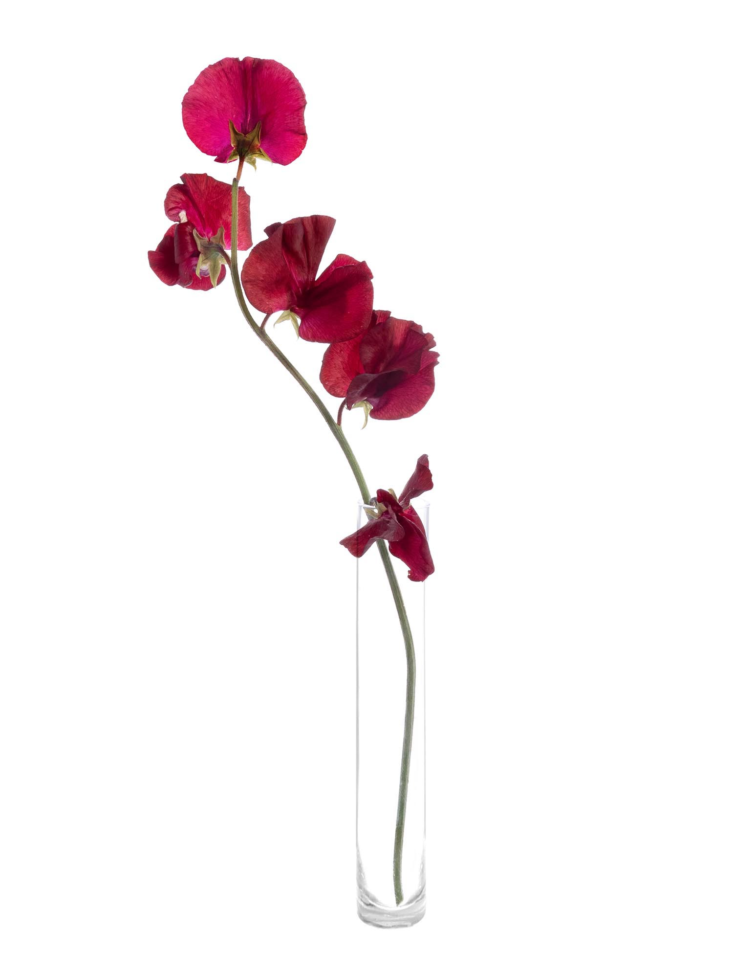 blumigo-wicken-parfum-deep-red-schnittblumen-dunkelrot-duftend image 3