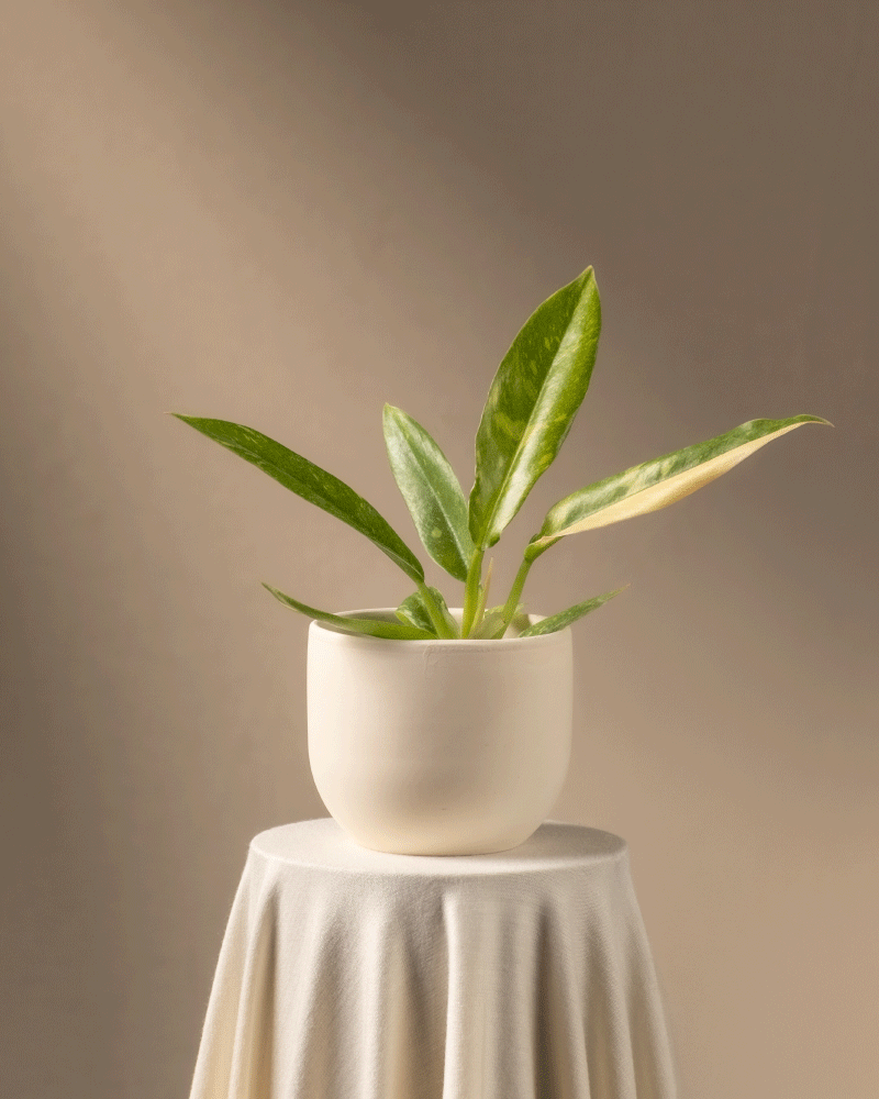 feey-ring-of-fire-philodendron-babypflanze-ohne-bertopf-rarit-t image 6