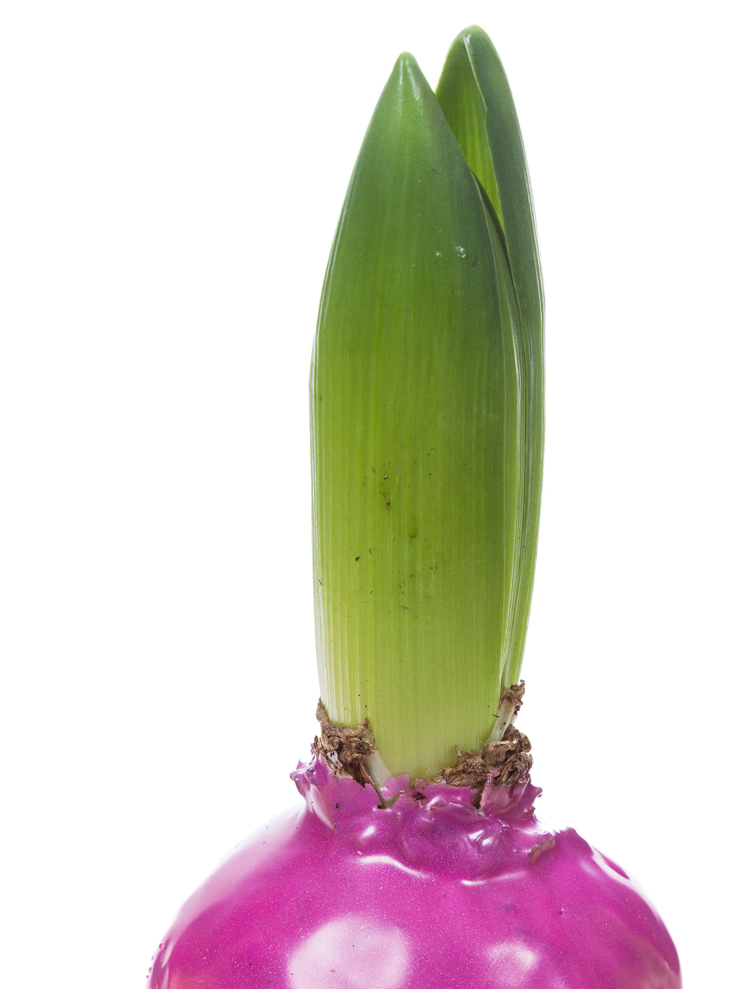 blumigo-gewachste-hyazinthenknollen-fr-hlingsknollen-pink image 2