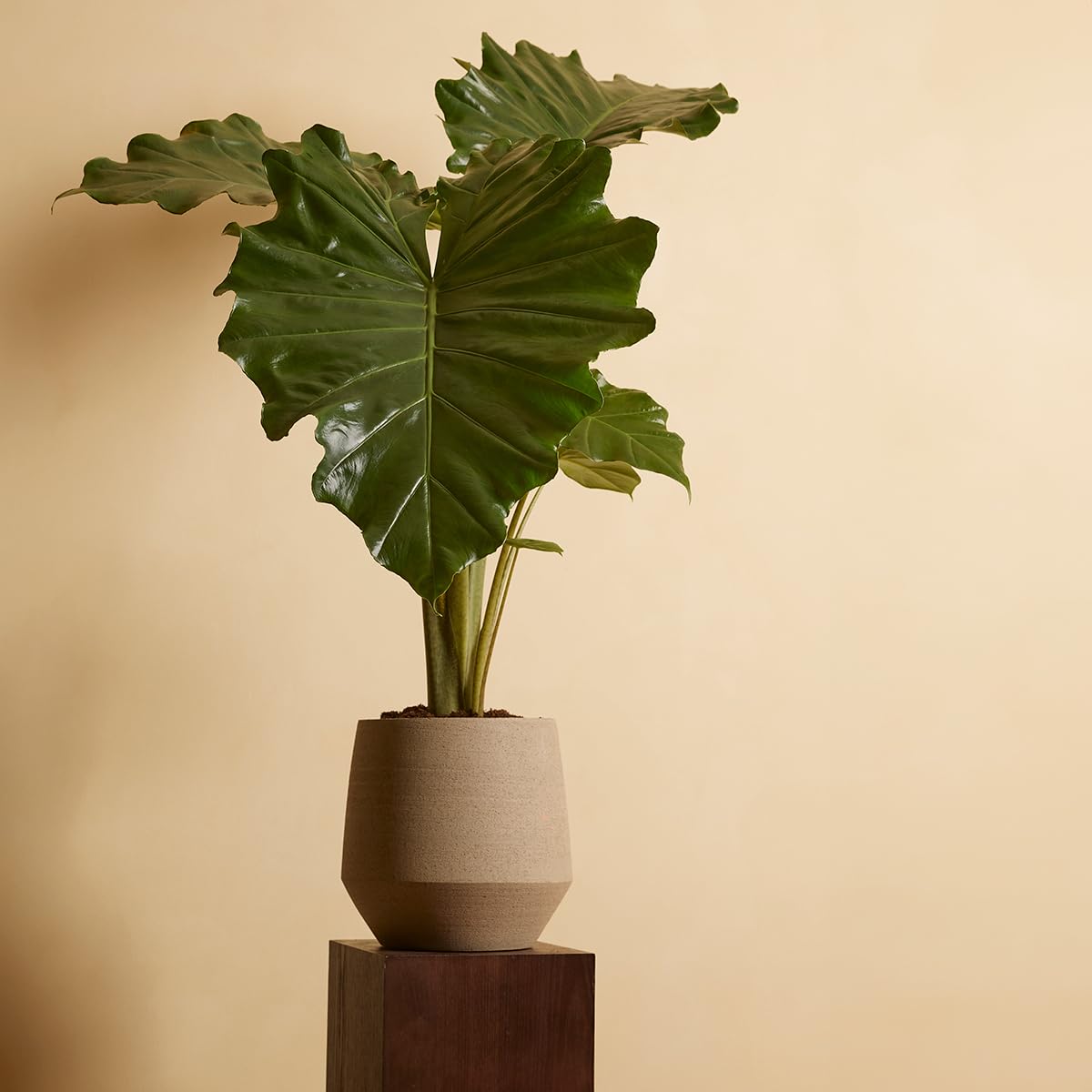 plnts-rareplnts-alocasia-portodora-zimmerpflanze-70-cm-gr-n image 6