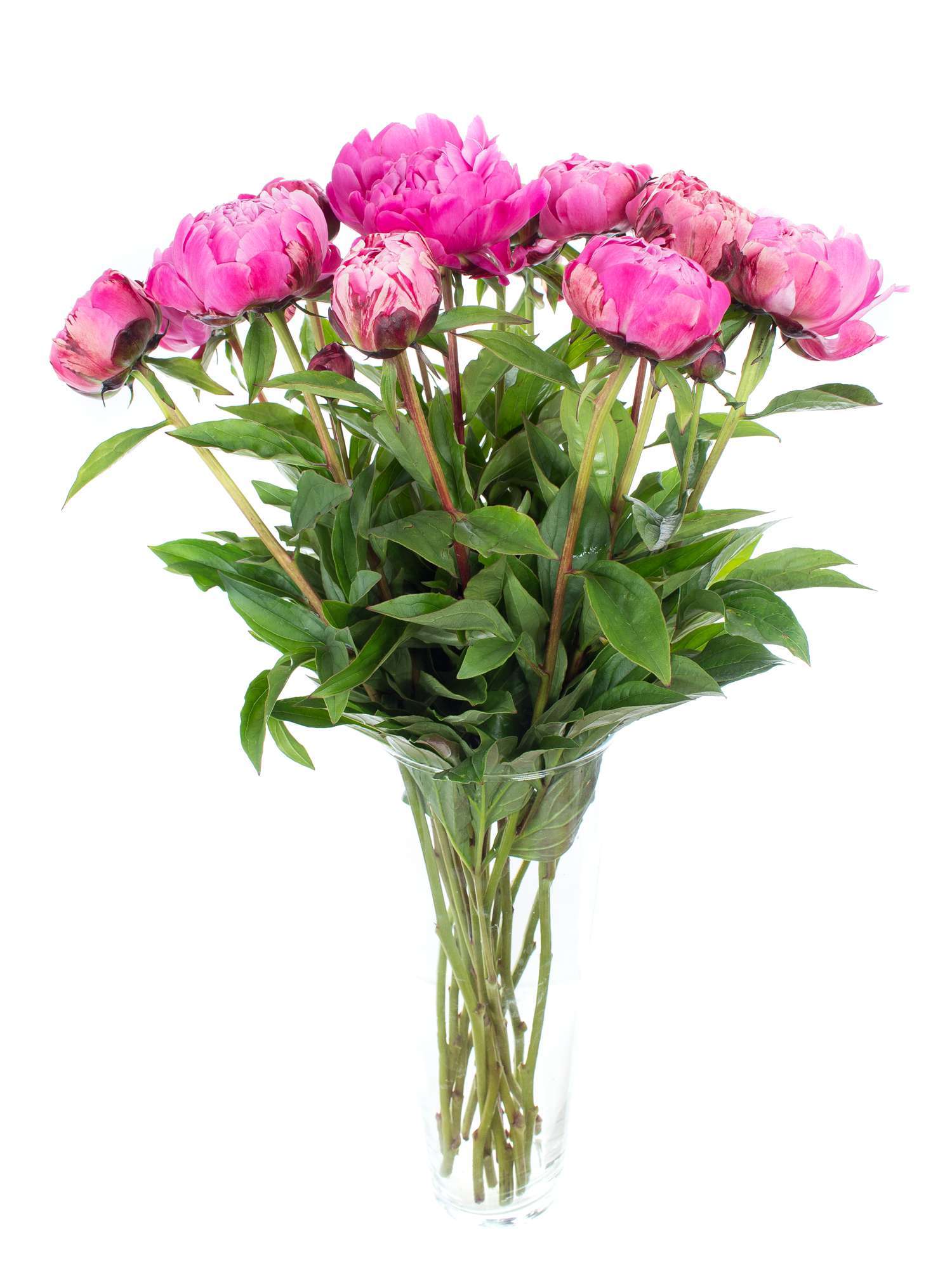 blumigo-pfingstrosen-jadwiga-blume-pink-einzeln image 2
