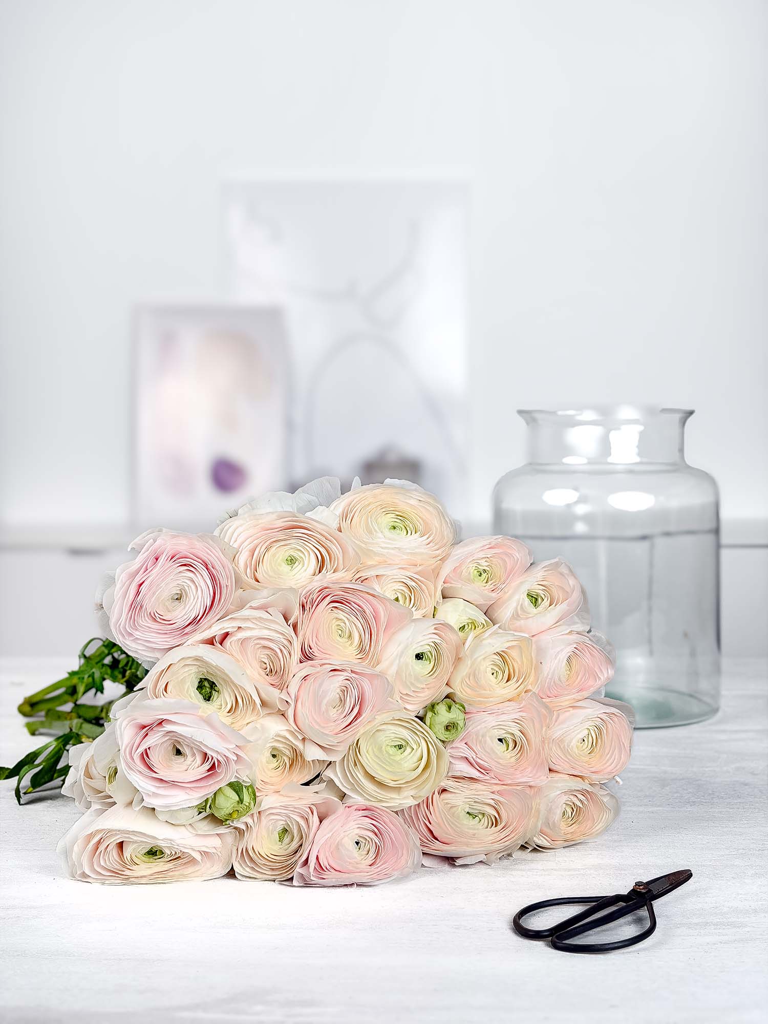 blumigo-ranunkeln-xl-cloni-hanoi-creme-rosa-schnittblume image 2