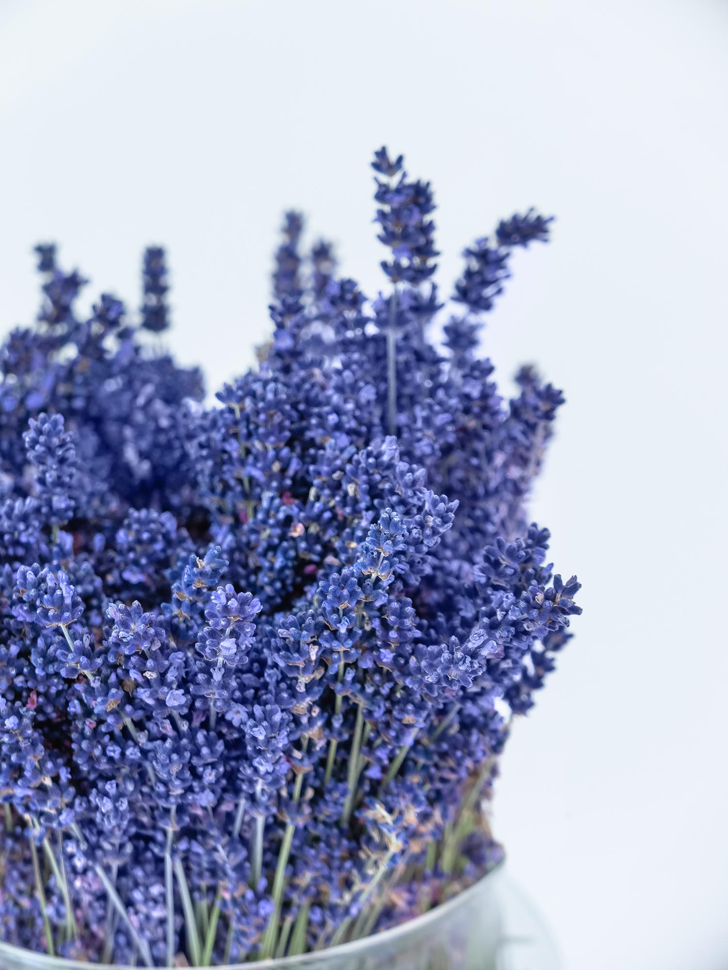 blumigo-lavendel-frisch-geschnitten-bindegr-n-bund image 5