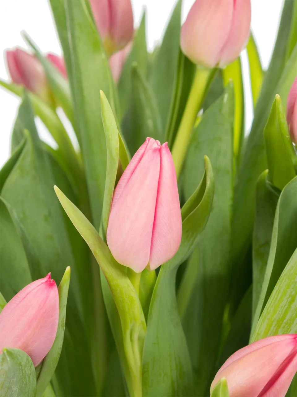 blumigo-tulpen-christmas-dream-pink-bund-frisch-8-tage image 1