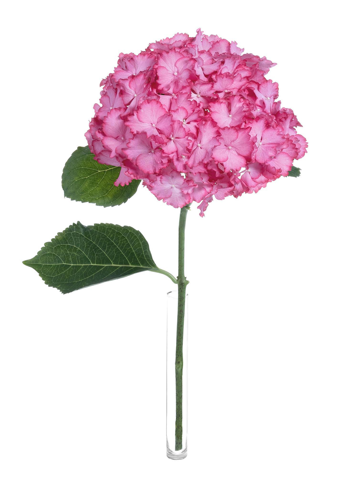 blumigo-hortensien-magical-ornament-schnittblume-pink-wei image 2