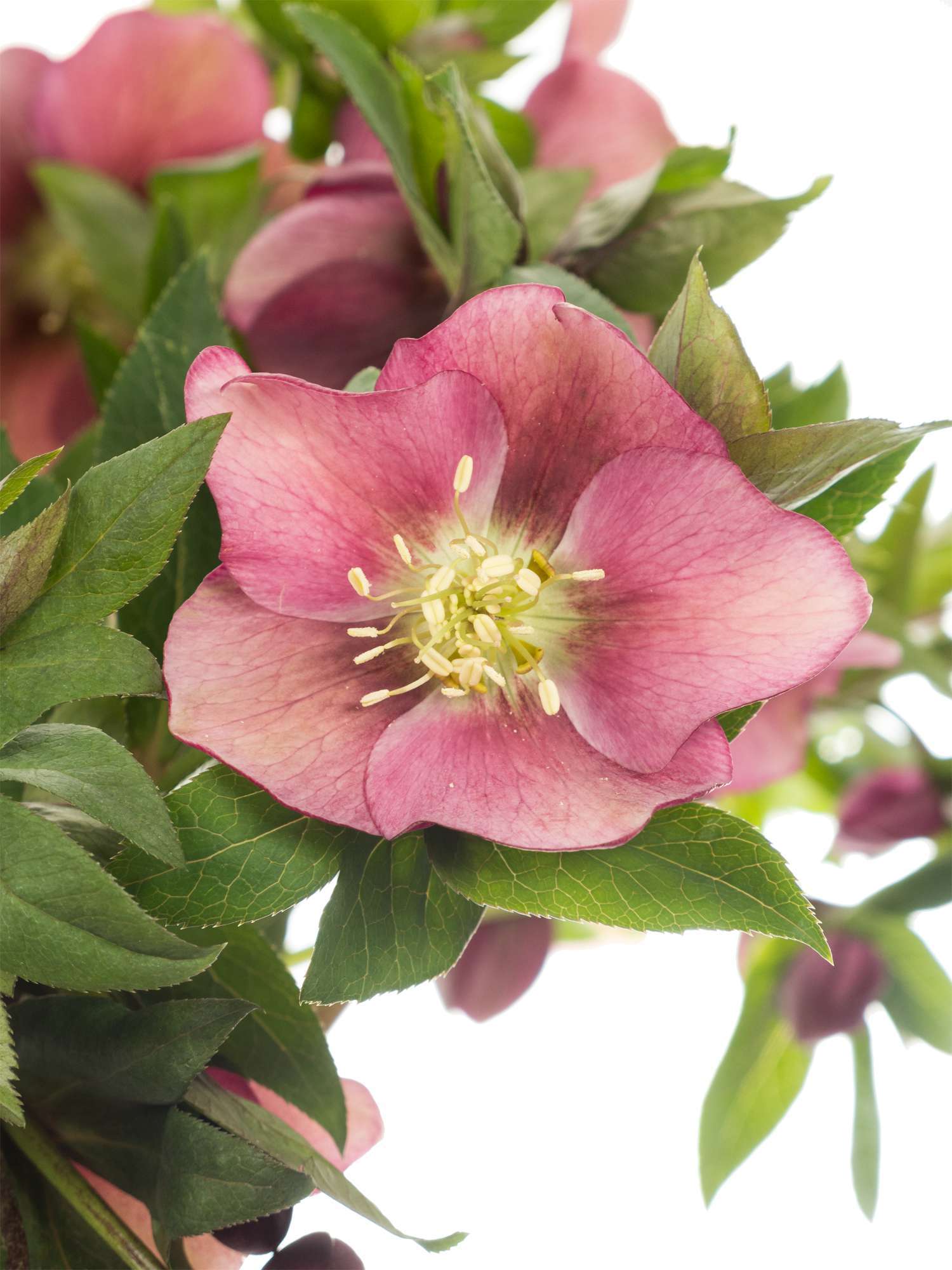 blumigo-christrosen-queens-red-rot-pink-schnittblume image 1