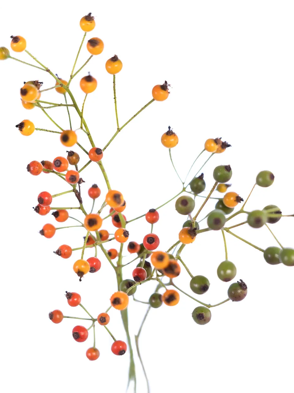 blumigo-herbstdeko-hagebutten-zweige-gelb-orange-gr-n image 1