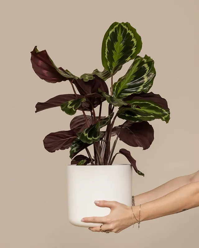 feey-variado-calathea-roseopicta-zimmerpflanze-ohne-bertopf-gro image 1