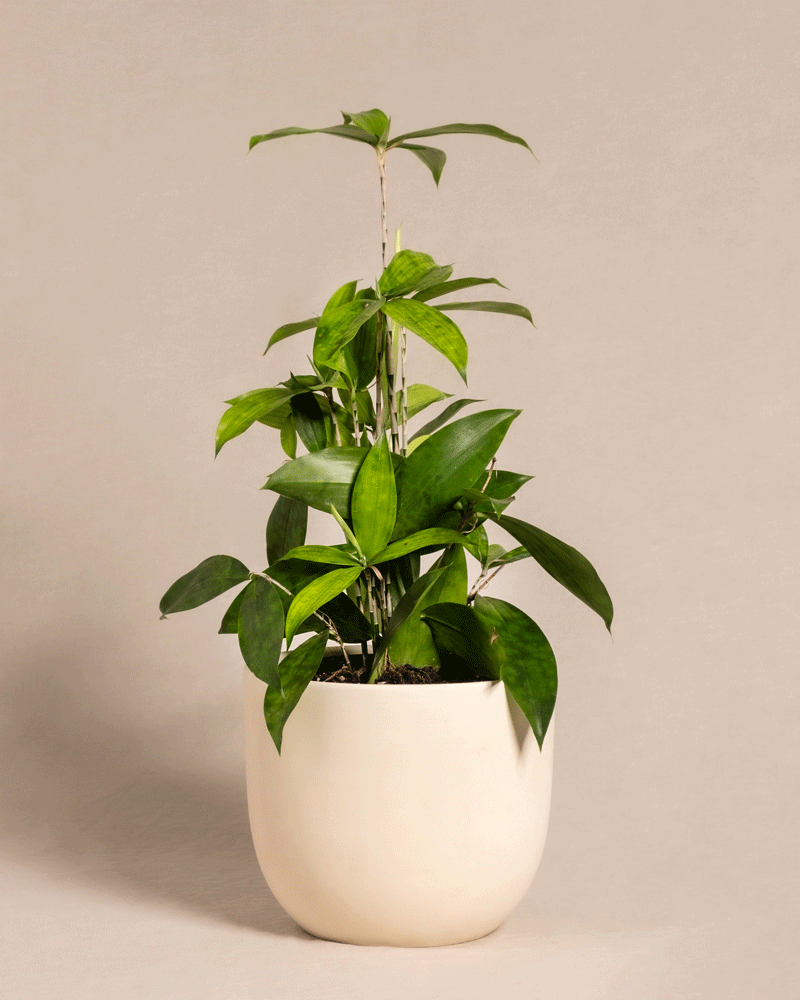 feey-dracaena-surculosa-drachenbaum-klein-ohne-bertopf image 5