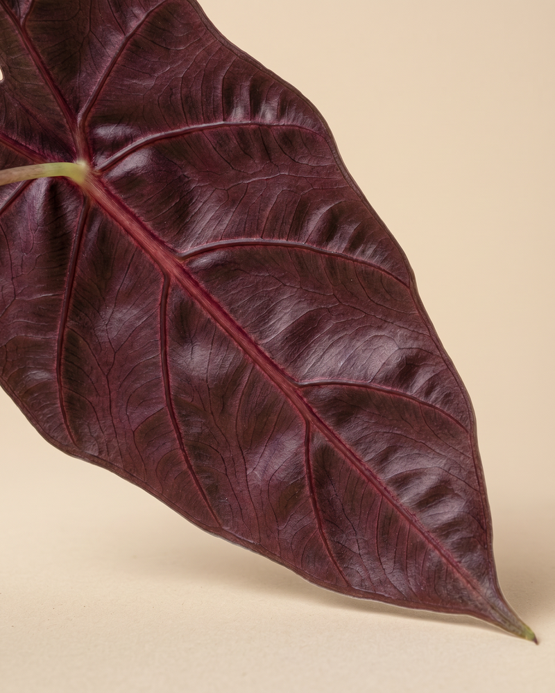 feey-variado-alocasia-red-vein-zimmerpflanze-ohne-bertopf image 4