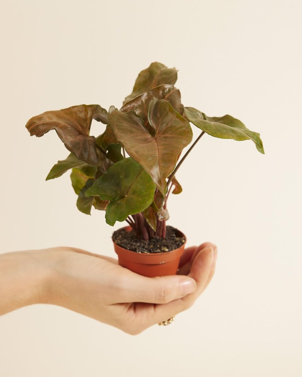 plnts-babyplnts-syngonium-maria-allusion-zimmerpflanze-10-cm-gr-n image 2