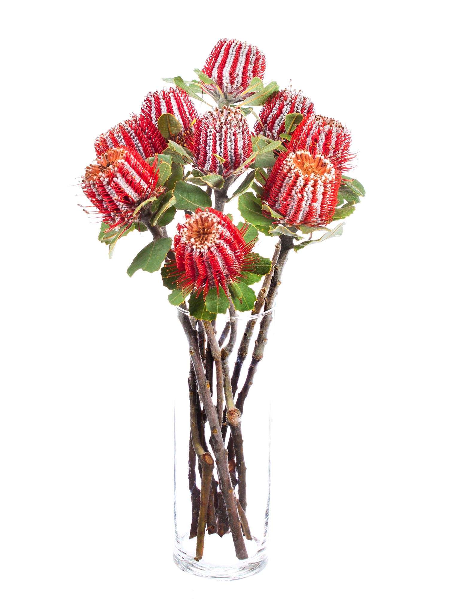 blumigo-proteen-banksia-coccinea-rot-stiel-exotisch image 2