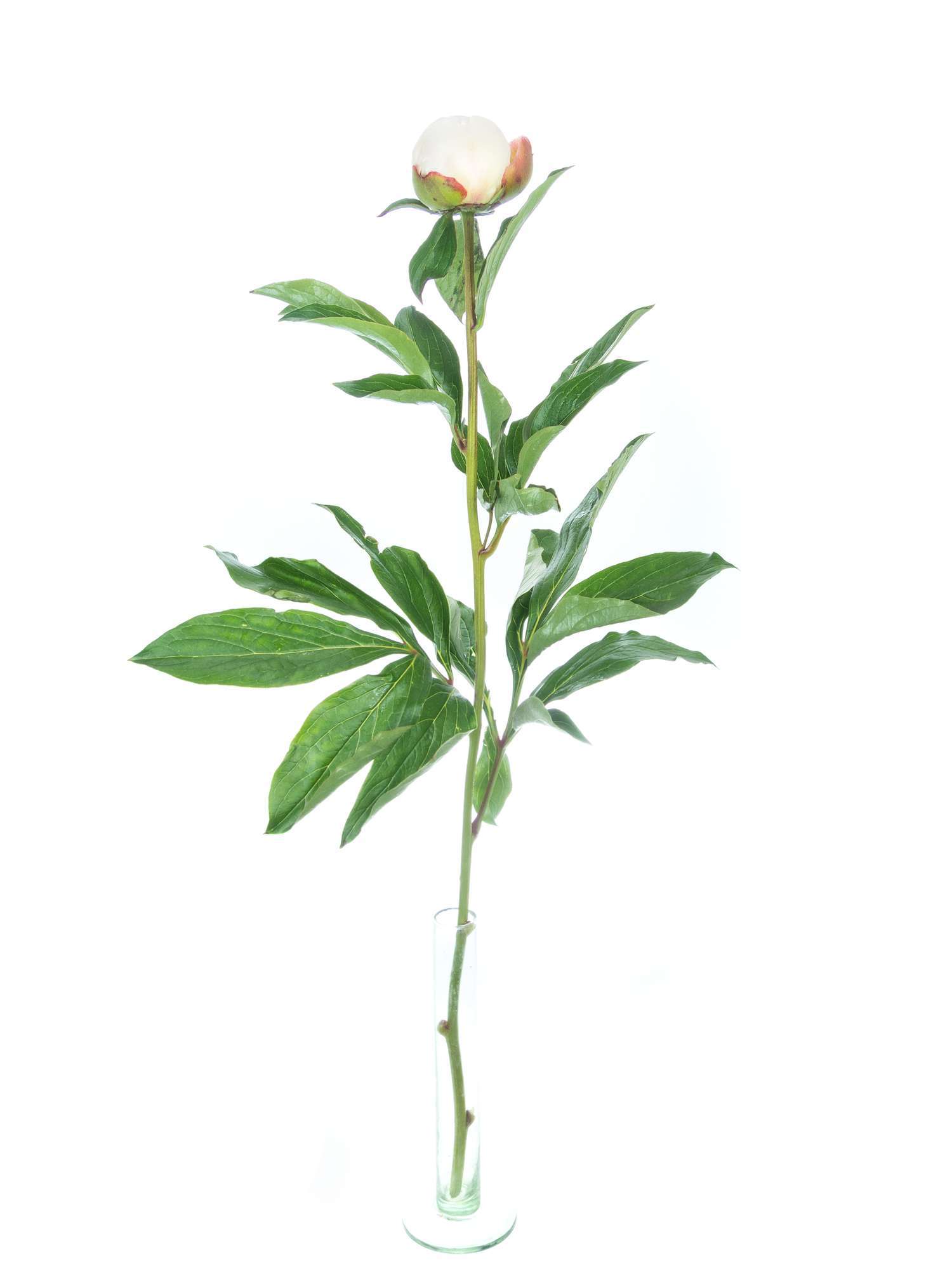blumigo-pfingstrosen-festiva-maxima-schnittblume-wei-rosa image 3