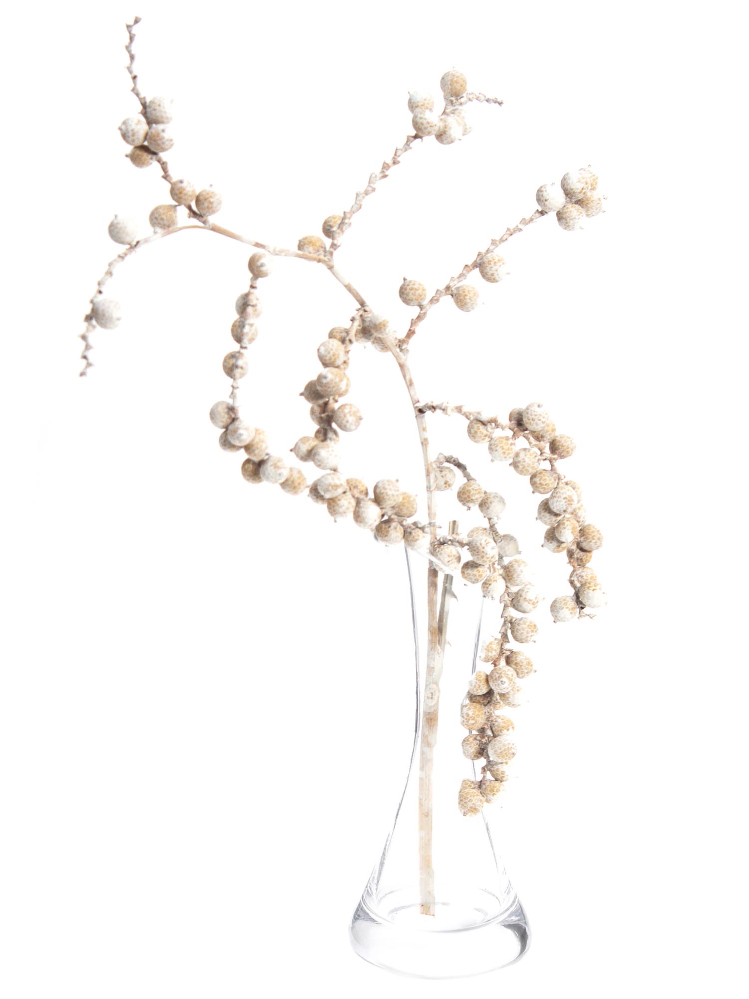 blumigo-trockenblumen-canella-trockenblume-wei-braun-gefrostet image 3