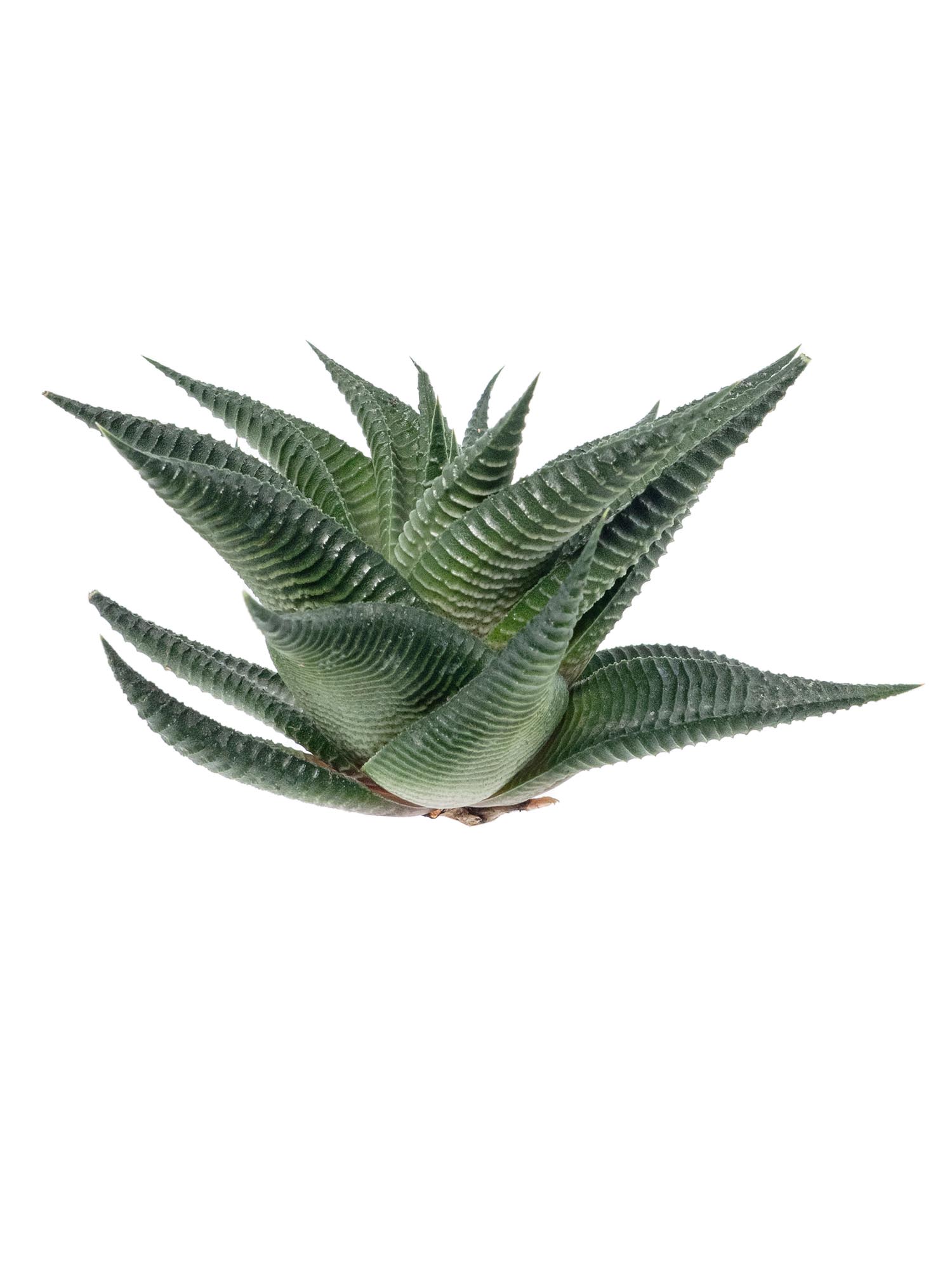 blumigo-blattwerk-aloe-cosmo-sukkulente-gr-n image 2