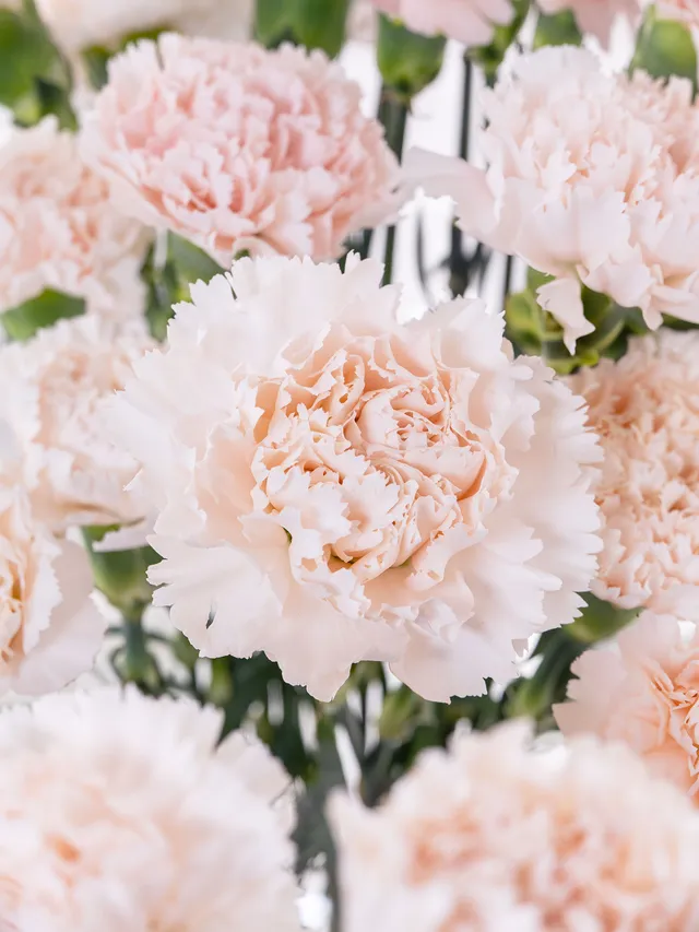 blumigo-brut-edelnelke-creme-apricot-frische-schnittblume image 1