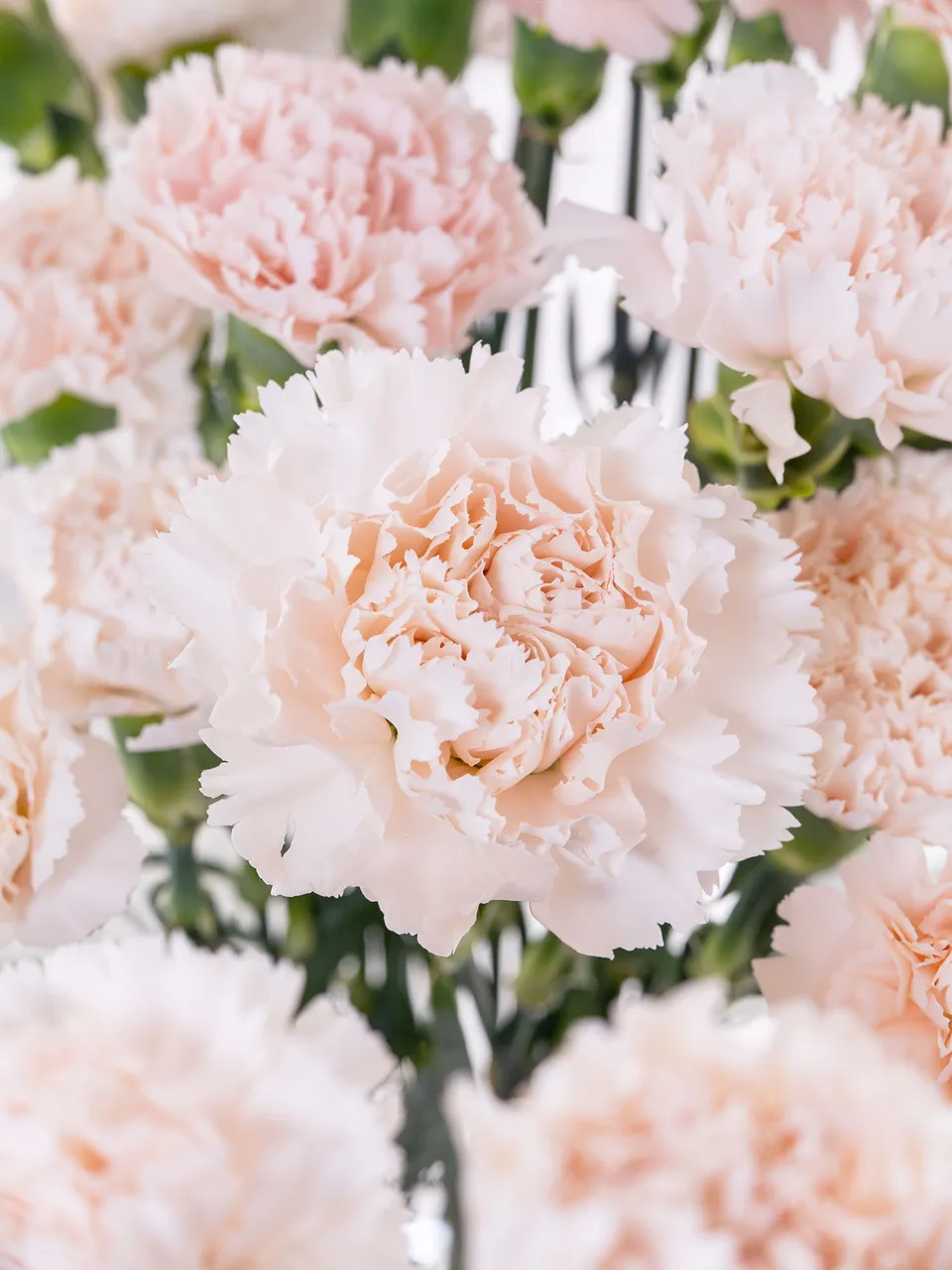 blumigo-brut-edelnelke-creme-apricot-frische-schnittblume image 1