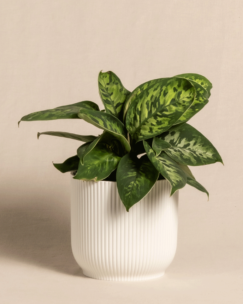 feey-variado-homalomena-camouflage-zimmerpflanze-ohne-bertopf image 8