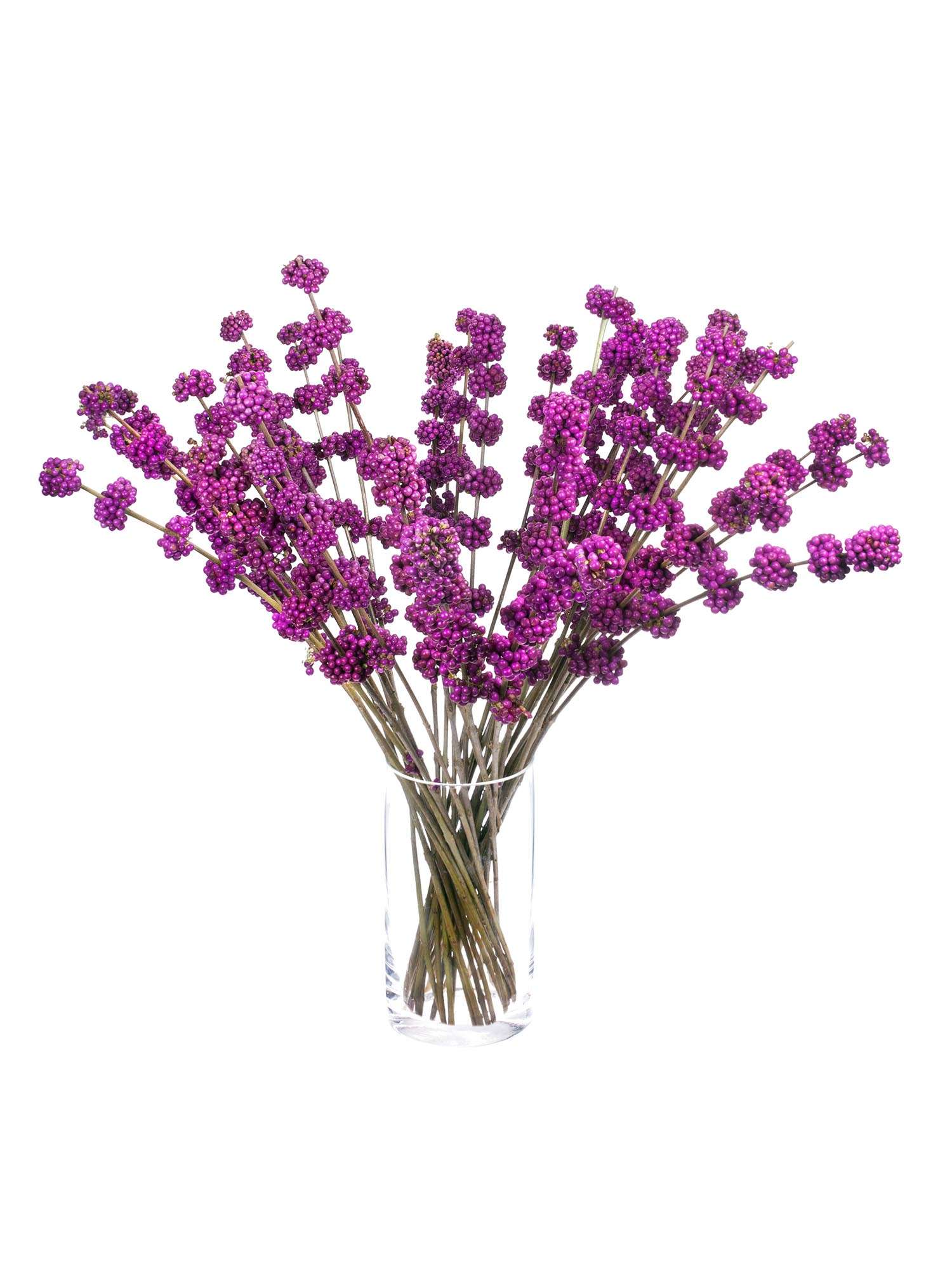 blumigo-zweige-callicarpa-liebesperlen-schnittzweig-violett image 5