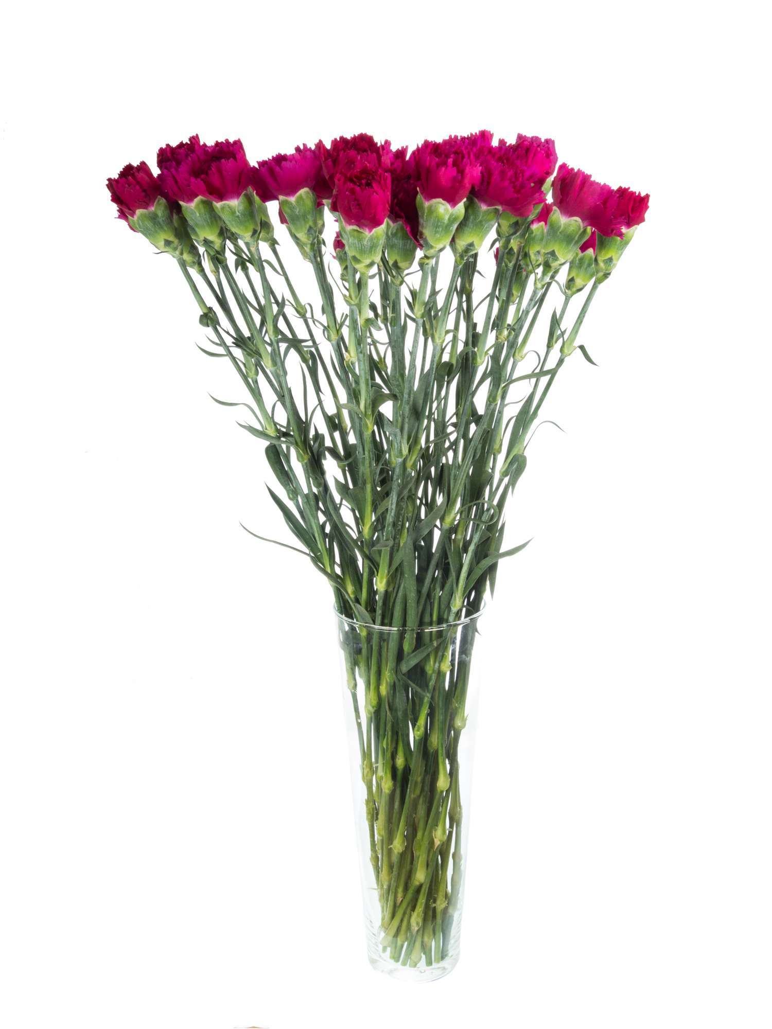 blumigo-nelken-ferieta-nelke-pink image 3