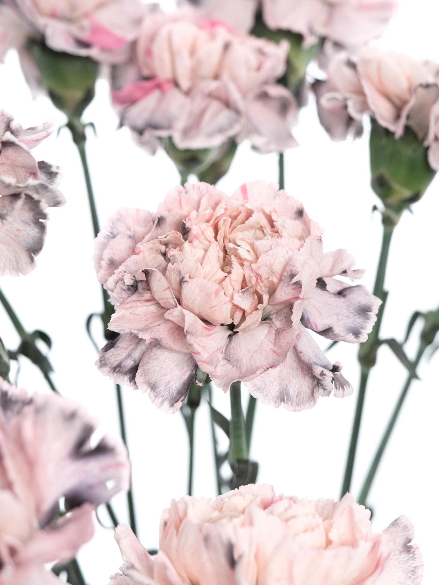 blumigo-nelken-edelnelken-rockstar-schnittblumen-grau-creme image 1