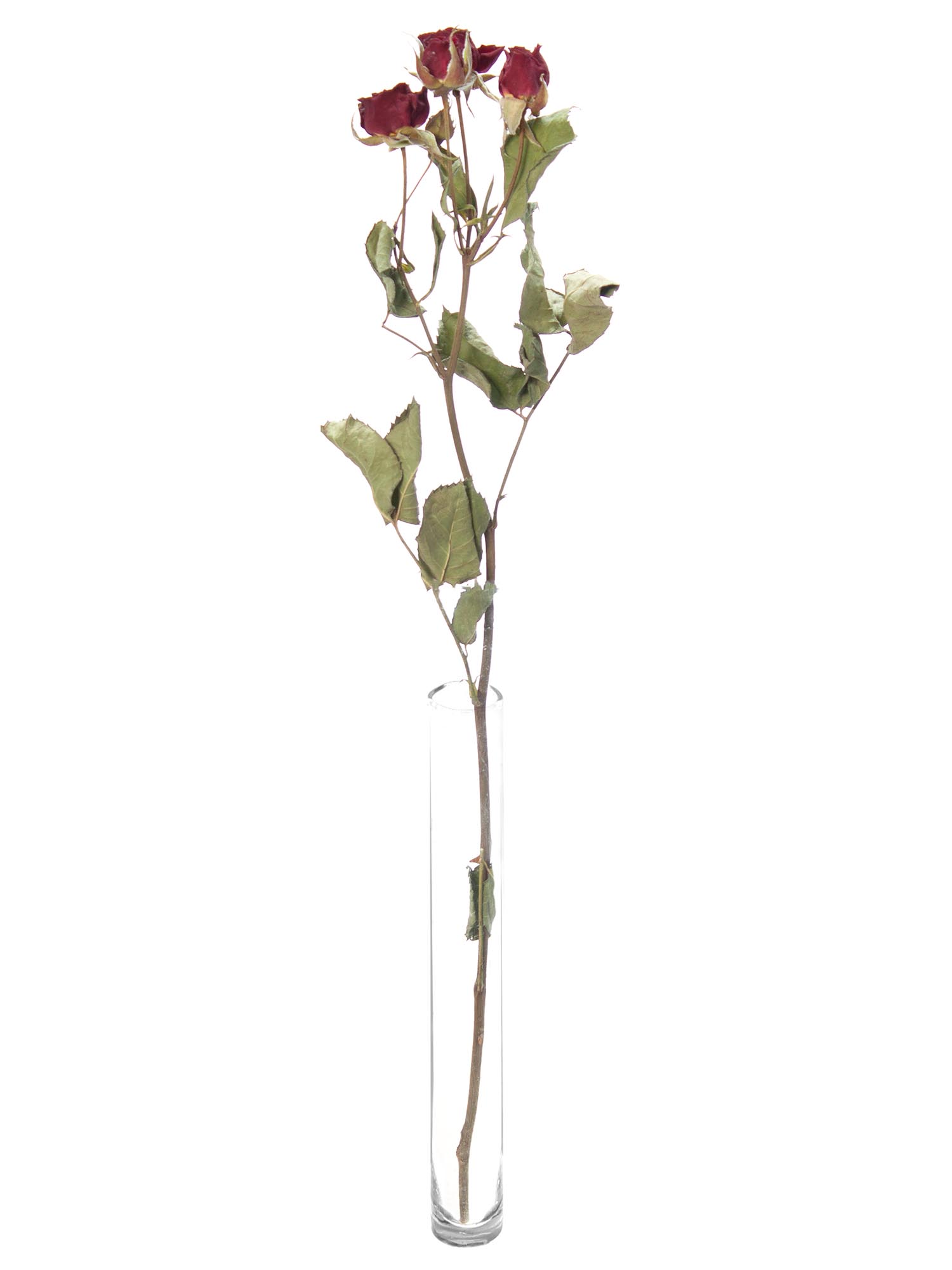 blumigo-verzweigte-rosen-trockenblumen-getrocknet-dunkelrot image 4