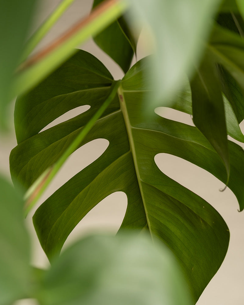 feey-variado-monstera-xl-fensterblatt-gro-ohne-bertopf image 2