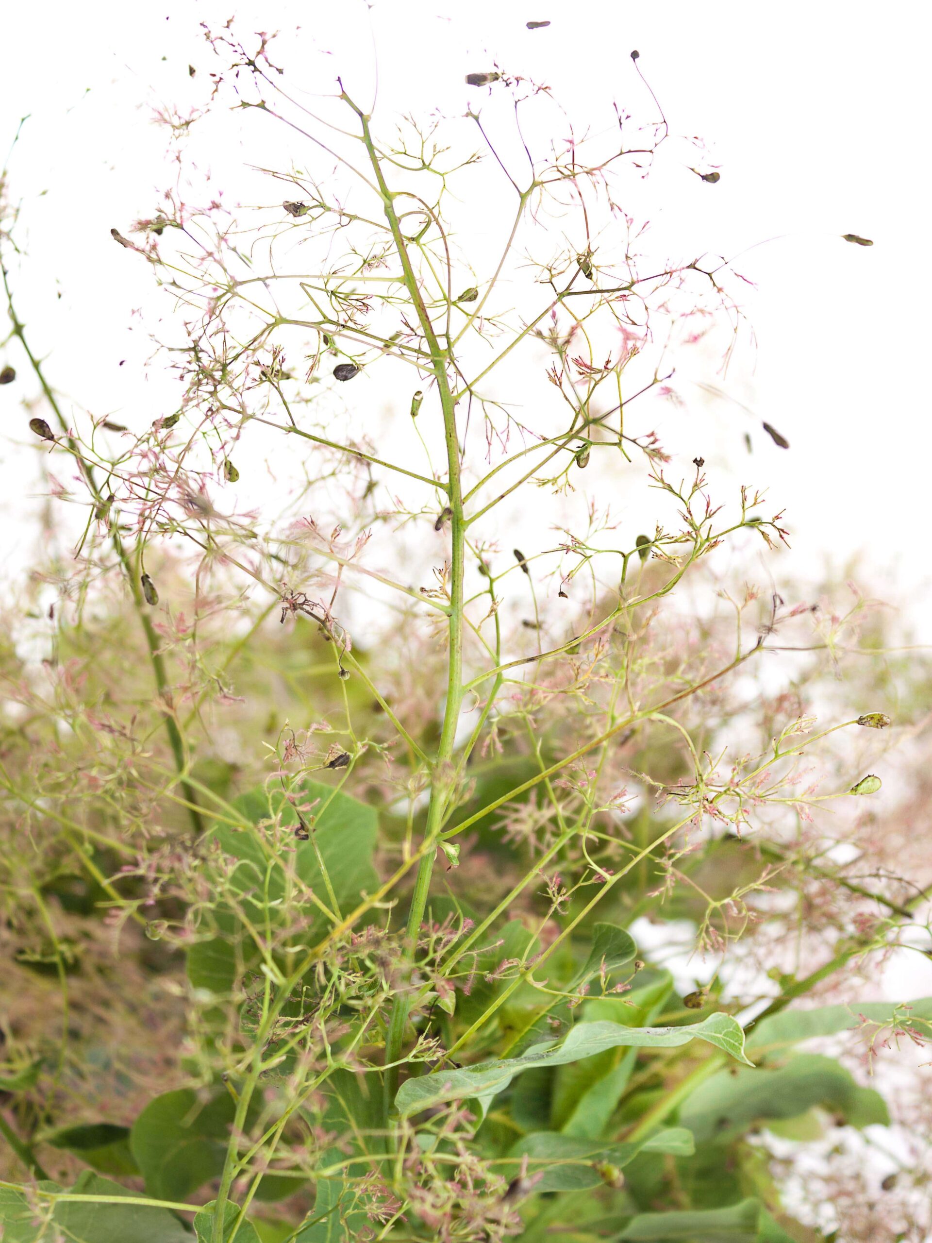 blumigo-cotinus-per-ckenstrauch-zweig-rot-bl-hend image 4
