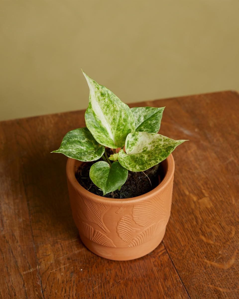 plnts-baby-anthurium-hookeri-variegated-zimmerpflanze-10cm-panaschiert image 4