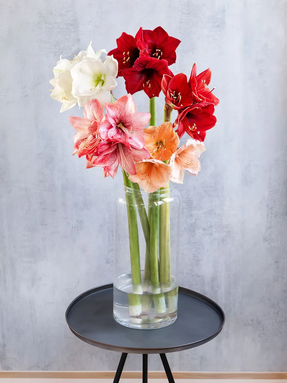 blumigo-amaryllis-berraschungsmix-blumenzwiebeln-5-st-ck image 1