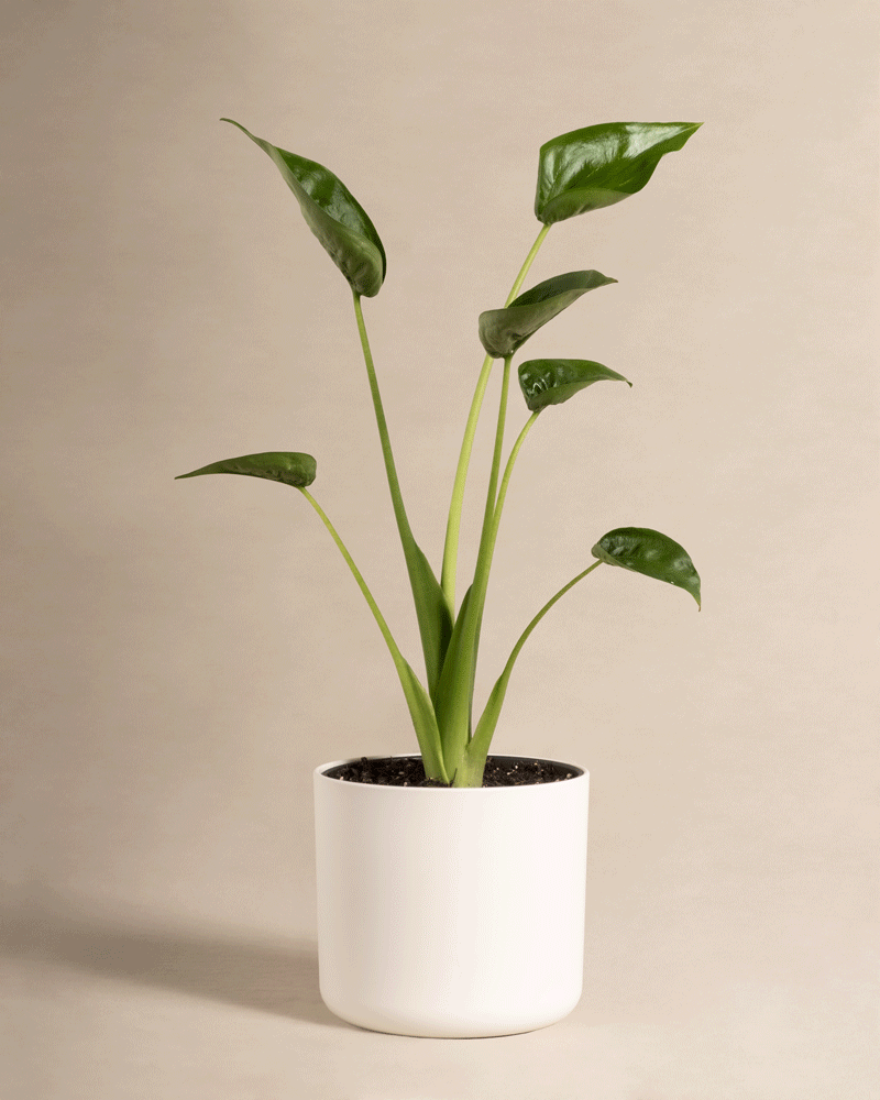 feey-variado-alocasia-tiny-dancer-zimmerpflanze-ohne-bertopf image 8