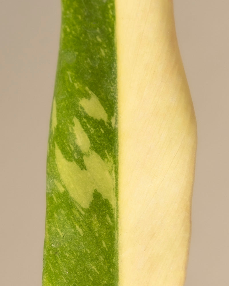 feey-ring-of-fire-philodendron-babypflanze-ohne-bertopf-rarit-t image 8