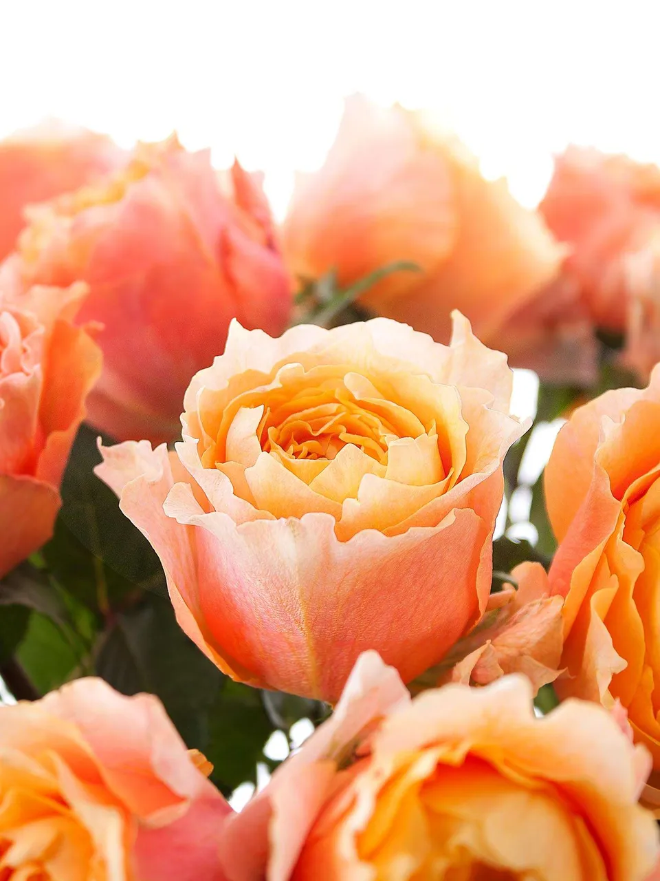 blumigo-rosen-charming-lady-rose-orange-gelb-einzelstiel image 1