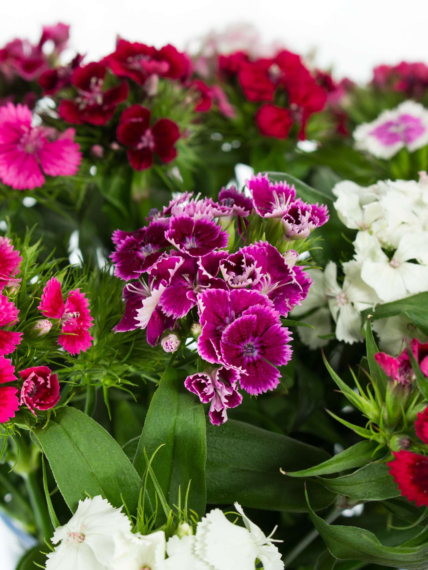 blumigo-bartnelken-bunte-mischung-stauden-f-r-garten-und-beet-mehrj-hrig-duftend image 1